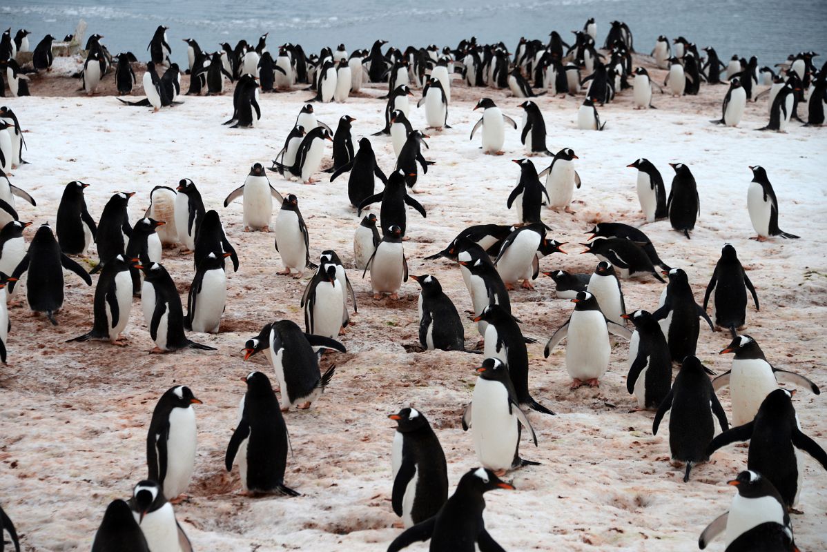 03C Penguin Colony At Neko Harbour On Quark Expeditions Antarctica Cruise